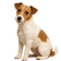 Jack Russell Terrier