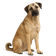 Kangal