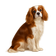 King Charles Spaniel
