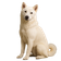 Kishu