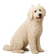 Komondor