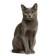 Korat