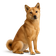 Korea Jindo Dog