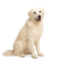 Kuvasz