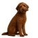 Labradoodle