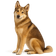 Laika de Siberia Occidental