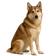 Laika de Siberia Oriental