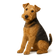 Lakeland Terrier