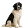 Landseer tipo Europeo Continental