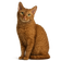 LaPerm