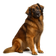 Leonberger