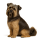 Lhasa Apso