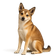 Lundehund Noruego
