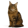 Maine Coon