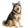 Malamute de Alaska