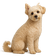 Maltipoo