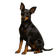 Manchester Terrier