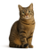 Manx