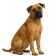 Mastiff