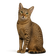 Mau Árabe