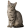 Mau Egipcio
