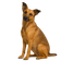 Perro mestizo