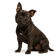 Micro Bully