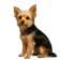 Morkie