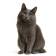 Nebelung