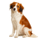 Nederlandse Kooikerhondje