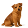 Norfolk Terrier
