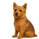 Norwich Terrier