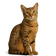 Ocicat