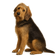 Otterhound