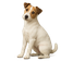 Parson Russell Terrier