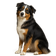 Pastor Australiano