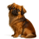 Pekinés