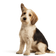 Pequeño Basset Grifón Vendeano