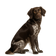 Pequeño Münsterländer