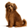 Pequeño Perro León