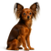 Pequeño Perro Ruso