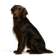 Perdiguero Frisón