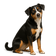 Perro Boyero de Appenzell