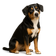 Perro Boyero de Entlebuch