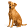 Perro caramelo