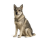 Perro Cazador de Alces Sueco