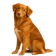 Perro Cobrador de Nueva Escocia