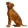 Perro Crestado Rodesiano