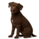 Perro de Agua Americano