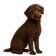 Perro de Agua de Romagna